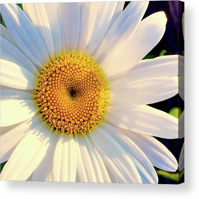 Flower Acrylic Print featuring the photograph Daisy by Alida M Haslett