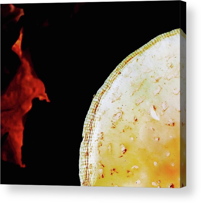 Abstract Acrylic Print featuring the photograph Deadly Dapperling And Maple Leaf by Alida M Haslett