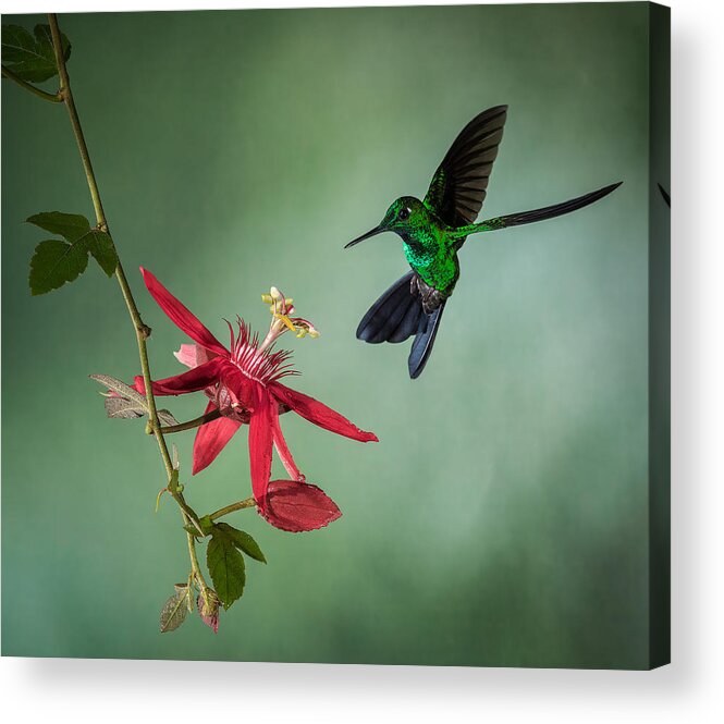 Hummingbird Acrylic Print featuring the photograph Emerald Symphony by Antonio Tsay