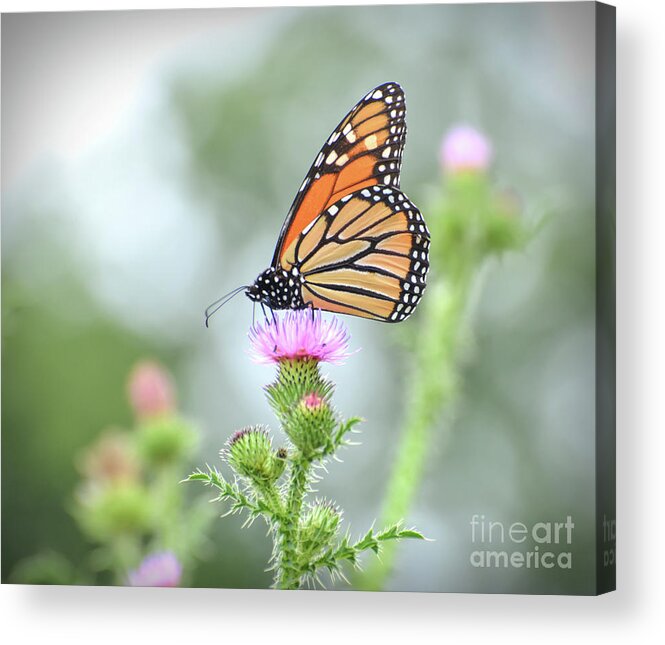 Monarch Acrylic Print featuring the photograph Ethereal Beauty - Monarch Butterfly by Kerri Farley