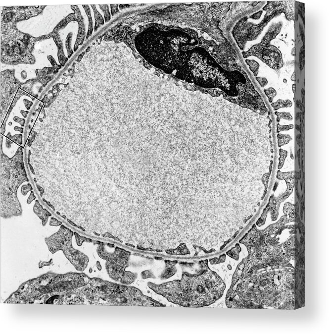 Anatomy Acrylic Print featuring the photograph Glomerular Capillary, Tem by Don Fawcett