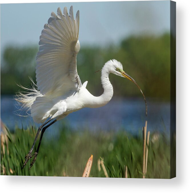 Great Egret Acrylic Print featuring the photograph Great Egret 2014-1 by Thomas Young