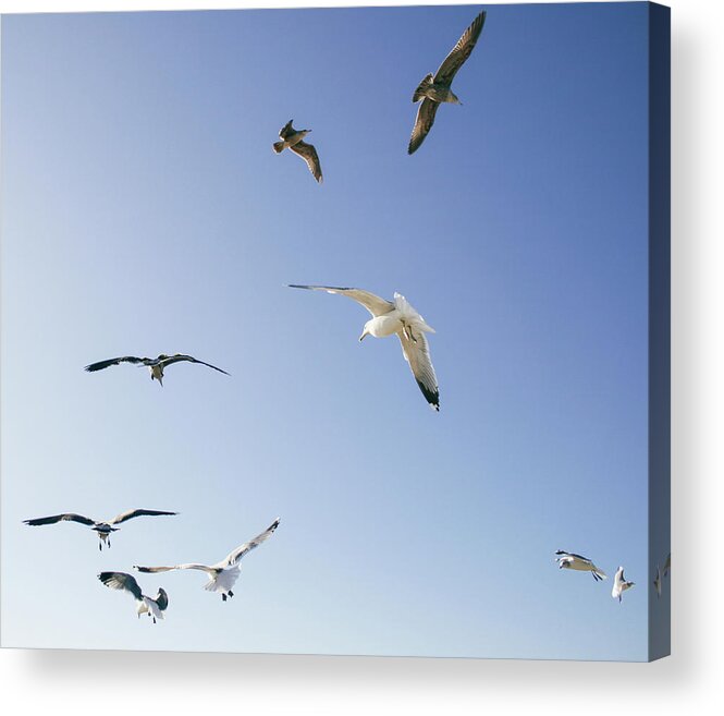 Animal Themes Acrylic Print featuring the photograph Group Of Birds Flying by Tuan Tran