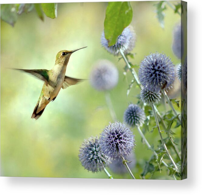 Animal Themes Acrylic Print featuring the photograph Hovering Hummingbird by Nancy Rose