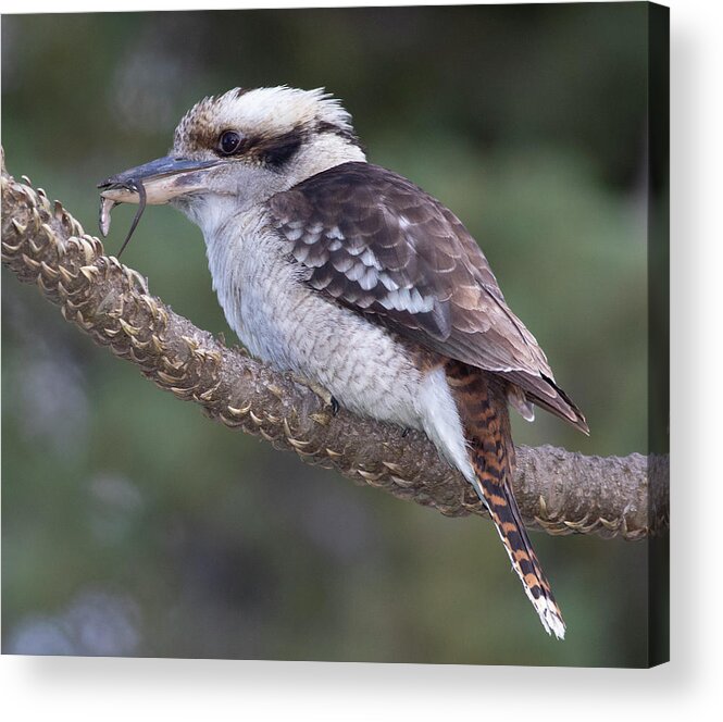 Bird Acrylic Print featuring the photograph Hunter by Masami IIDA