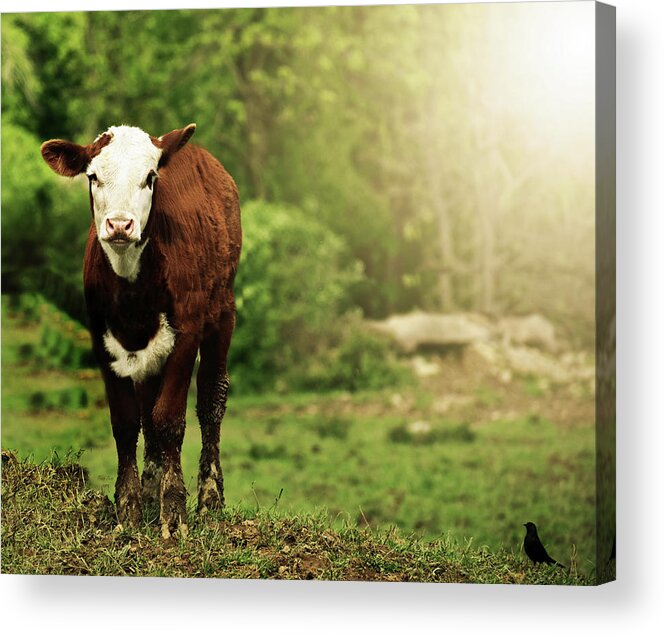 Cow Acrylic Print featuring the mixed media Just A Cow And A Bird by Trish Tritz