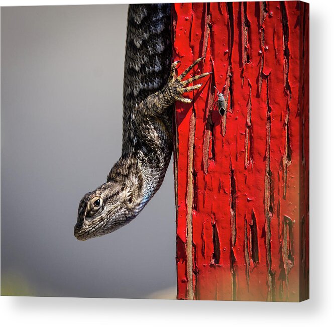 Lizard Acrylic Print featuring the photograph Lizard on Red by Rick Mosher