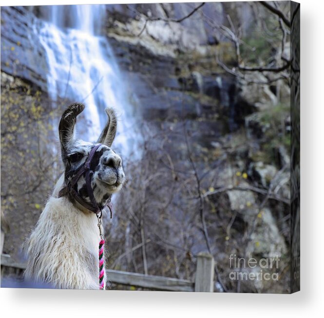 Llama Acrylic Print featuring the photograph Llama Waterfall by Buddy Morrison