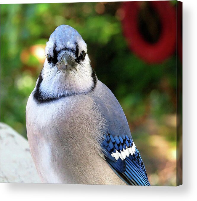 Blue Jay Acrylic Print featuring the photograph Look Into My Eyes...You Are Getting Sleepy... by Linda Stern
