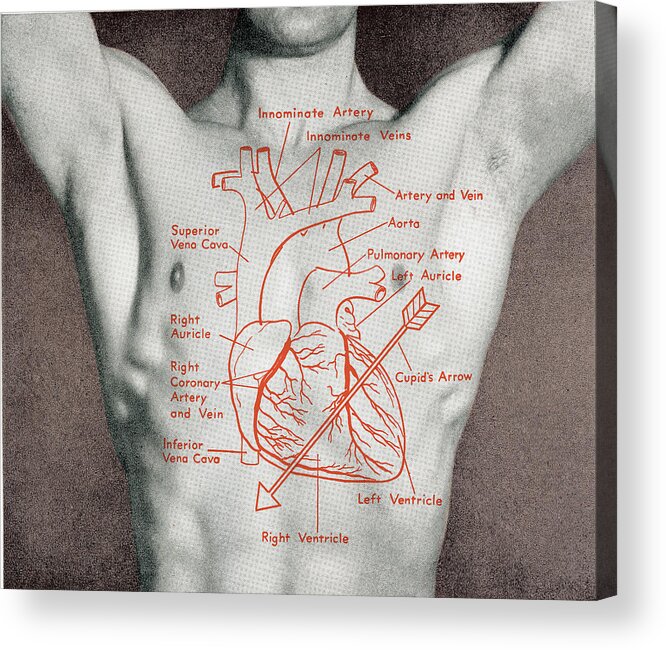 Anatomical Acrylic Print featuring the drawing Man's torso by CSA Images