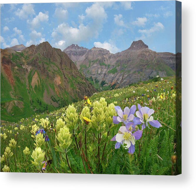 00555621 Acrylic Print featuring the photograph Paintbrush And Columbine, Governor Basin, Colorado by Tim Fitzharris