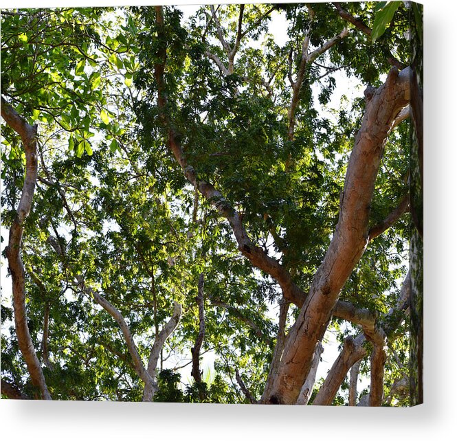 Tree Acrylic Print featuring the photograph Photo 66 Tropical Trees by Lucie Dumas