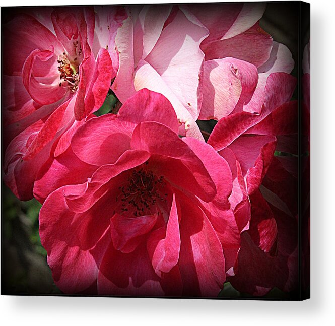 Nature Acrylic Print featuring the photograph Pink Roses for Valentine's by Dora Sofia Caputo