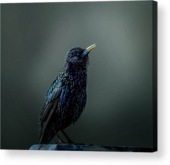 Starling Acrylic Print featuring the photograph Portrait Of Starling by Erik Engstrm