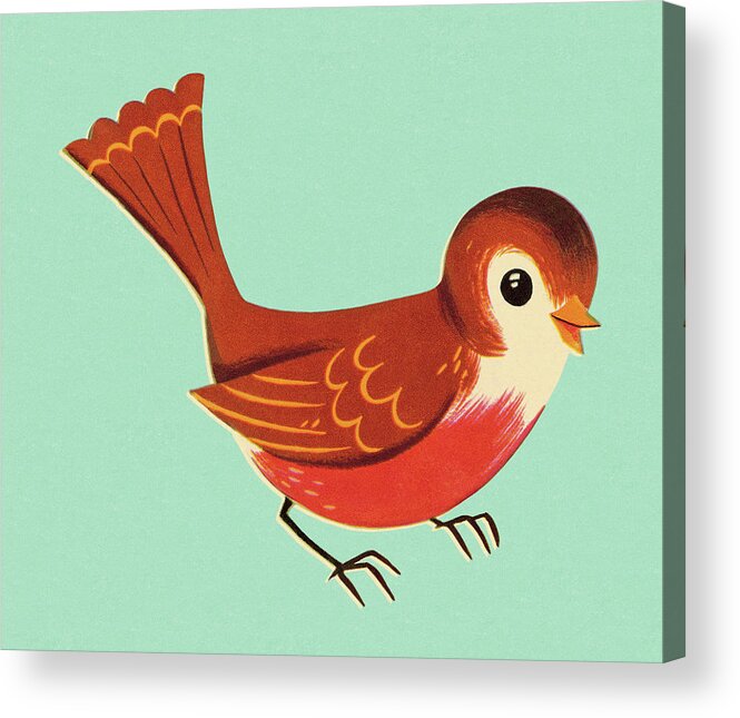 Animal Acrylic Print featuring the drawing Robin Bird by CSA Images