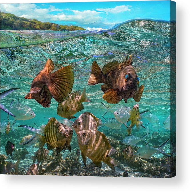 00586448 Acrylic Print featuring the photograph Rock Cod Pair And Blackspot Sergeant, Ningaloo Reef, Australia by Tim Fitzharris