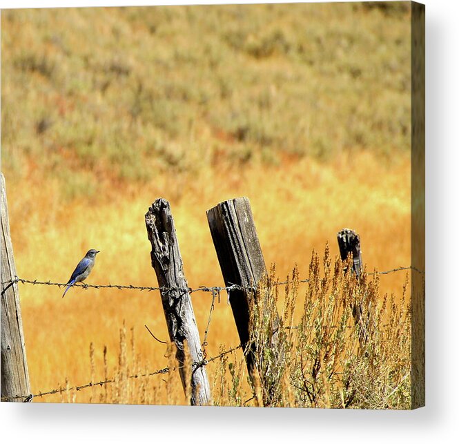 Blue Bird Acrylic Print featuring the photograph Rocky Mountain Blue Bird by Ed Riche