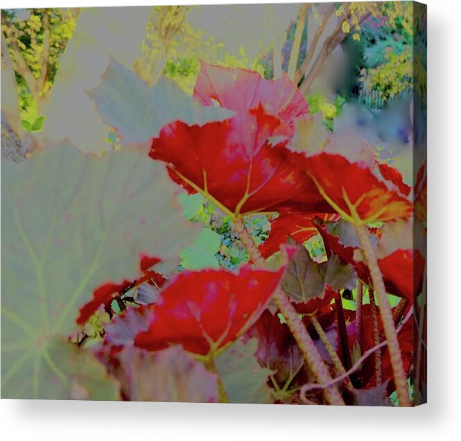Begonia Leaves Acrylic Print featuring the mixed media Secret Garden Of Begonia by Alida M Haslett
