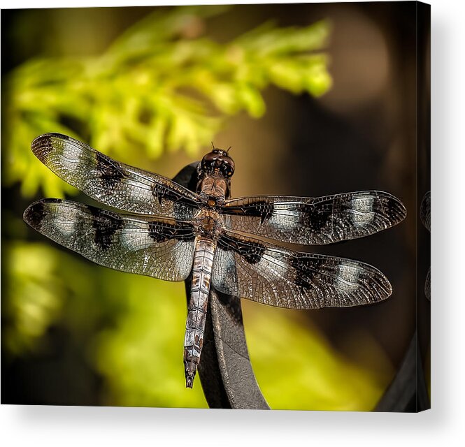 Dragonfly Acrylic Print featuring the photograph The Dragonfly by Teri Reames