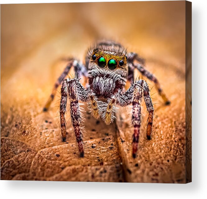 Insect Acrylic Print featuring the photograph The Pirate by Atul Saluja