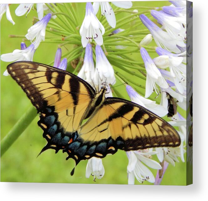 Butterfly Acrylic Print featuring the photograph Tiger Swallowtail II by Karen Stansberry