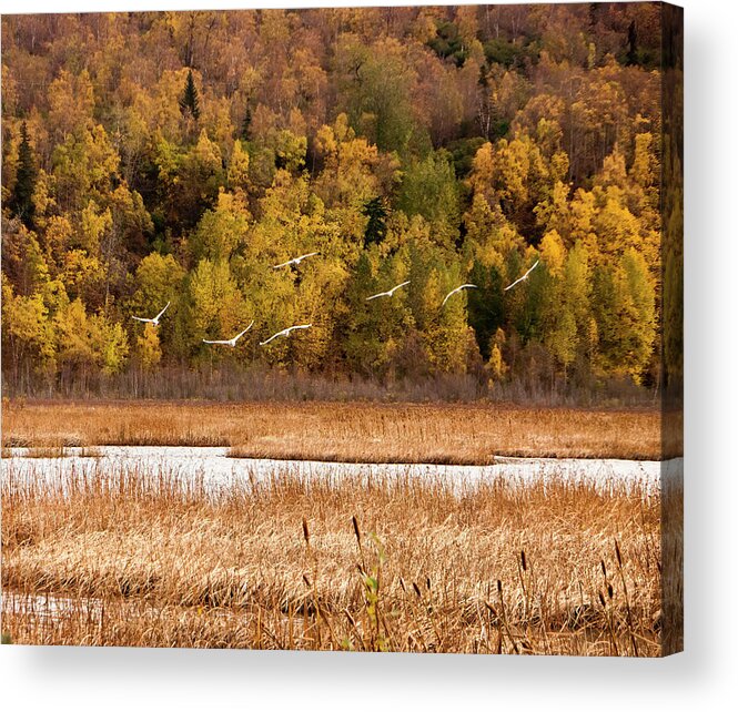 Trumpeter Swans In Flight Acrylic Print featuring the photograph Trumpeter Swans in Flight by Phyllis Taylor