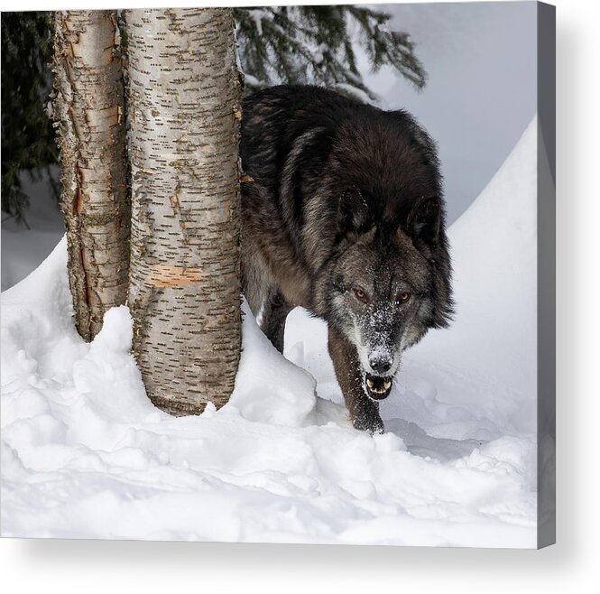 Wolf Acrylic Print featuring the photograph Uh Oh by Art Cole