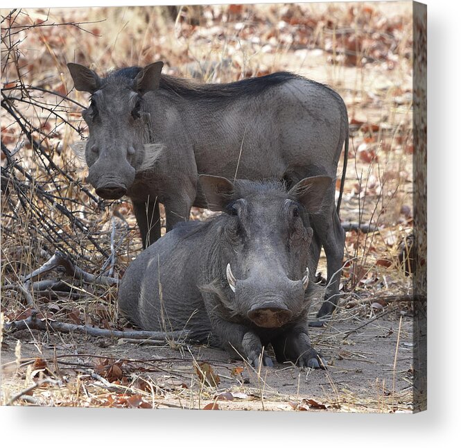 Warthog Acrylic Print featuring the photograph Wart Hog Pair by Ben Foster