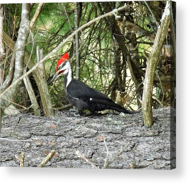 Woodpecker Acrylic Print featuring the photograph - Woodpecker by THERESA Nye