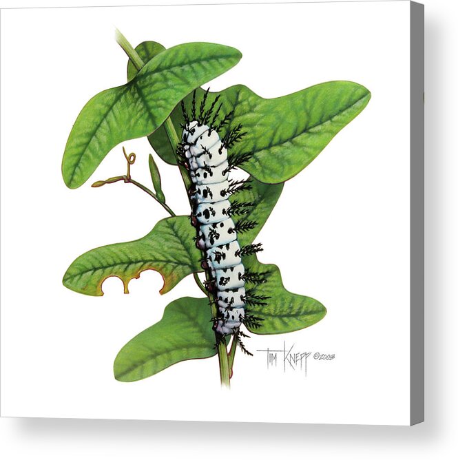 Zebra Caterpillar Acrylic Print featuring the painting Zebra Caterpillar by Tim Knepp