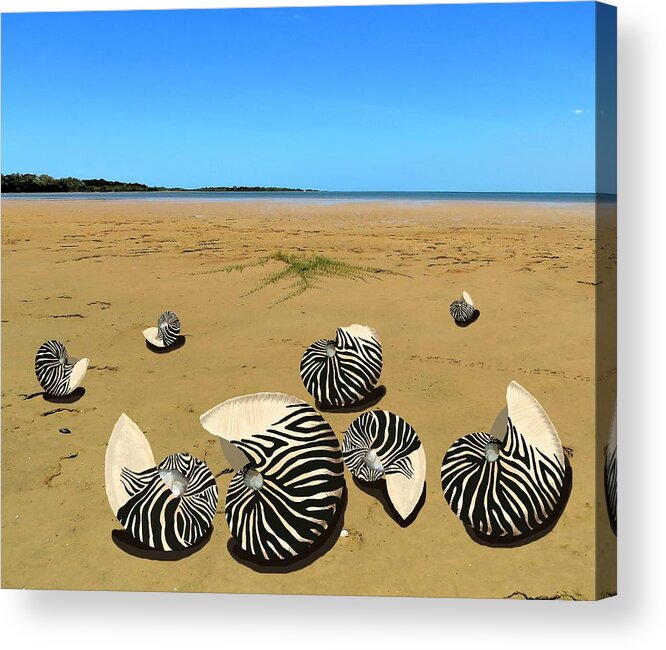Nautilus Shells On Beach Acrylic Print featuring the mixed media Zebra Nautilus Shells on the Beach by Joan Stratton