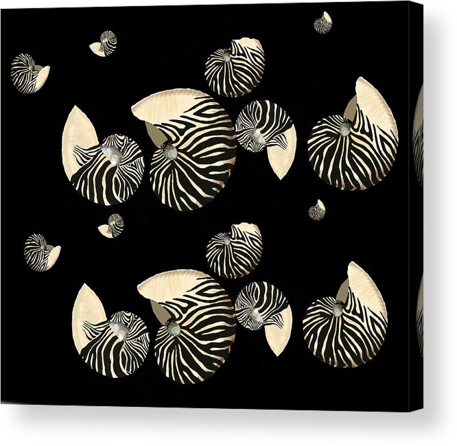 Nautilus Shell Acrylic Print featuring the digital art Seashells Zebra Striped Nautilus Shells On Black by Joan Stratton