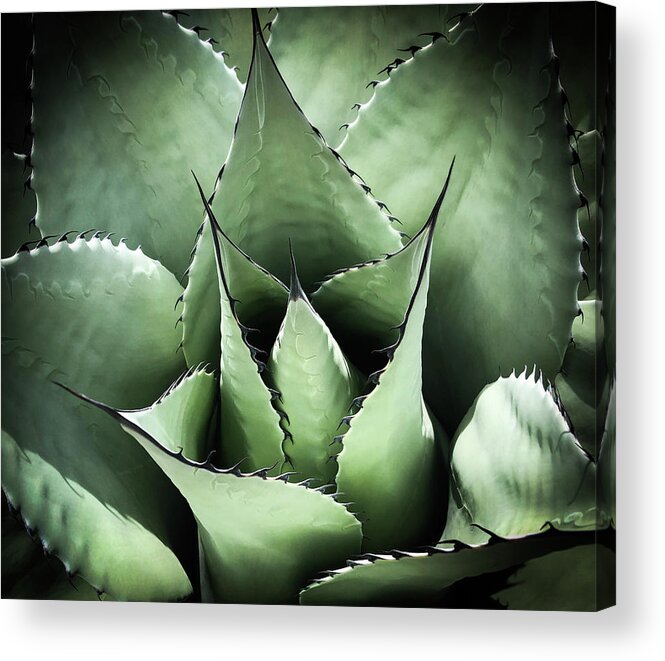 Succulent Acrylic Print featuring the photograph Agave #1 by Candy Brenton