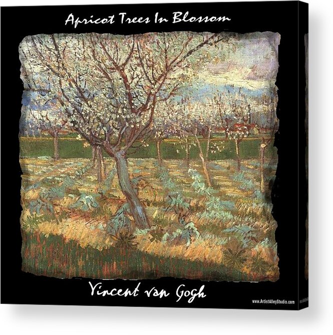 Vincent Acrylic Print featuring the painting Apricot Trees In Blossom - VVG by The GYPSY and Mad Hatter