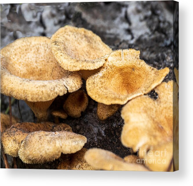 Mushroom Acrylic Print featuring the photograph A Funnel Shaped Woodland Mushroom by L Bosco