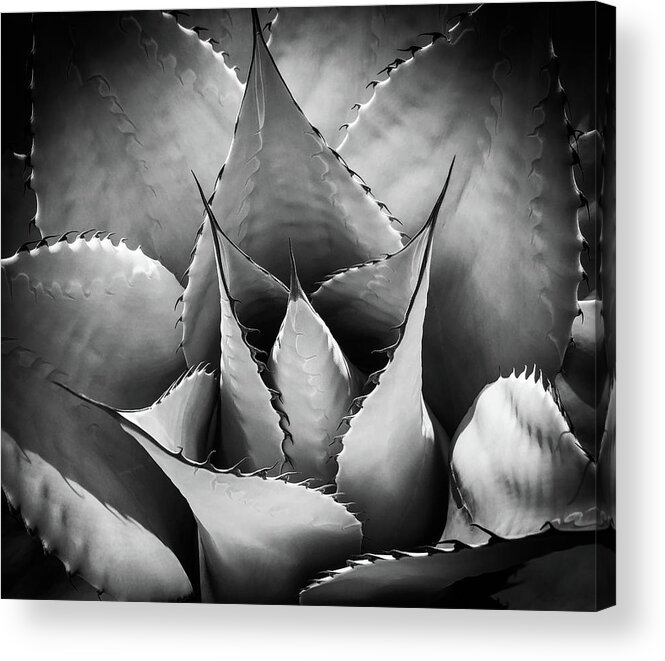 Succulent Acrylic Print featuring the photograph Agave by Candy Brenton
