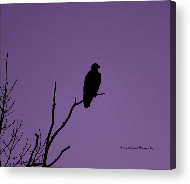 Eagle Acrylic Print featuring the photograph Bald Eagle in Silhouette by Mary Walchuck