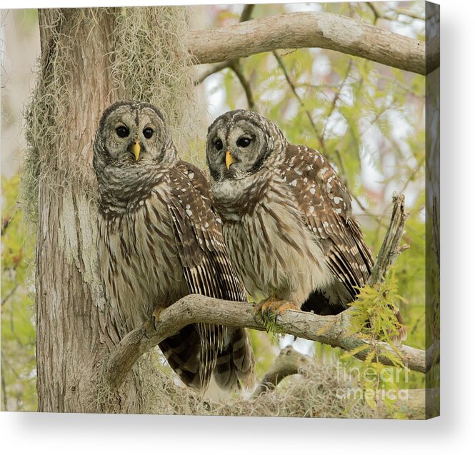 Ron Bielefeld Acrylic Print featuring the photograph Barred Owl Pair by Ron Bielefeld