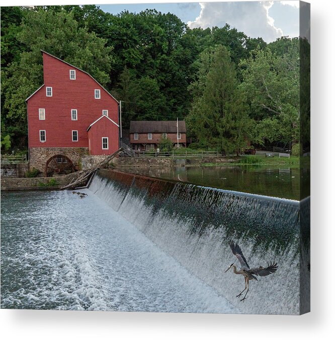 Clinton Red Mill Acrylic Print featuring the photograph Blue Heron at Clinton Red Mill by GeeLeesa