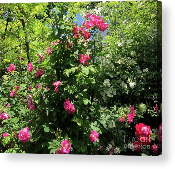 Bouquet Acrylic Print featuring the photograph A Dozen Roses by Albert Massimi