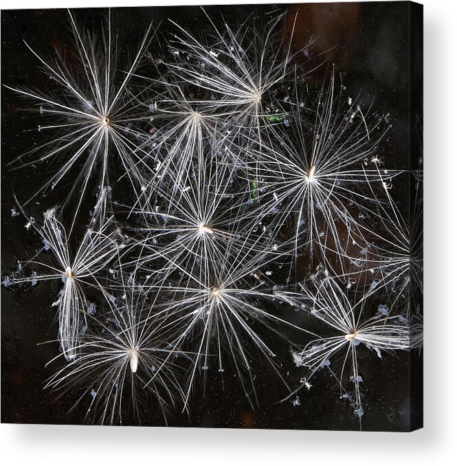 Dandelion Acrylic Print featuring the photograph Dandelion Seed Heads by Jeff Townsend