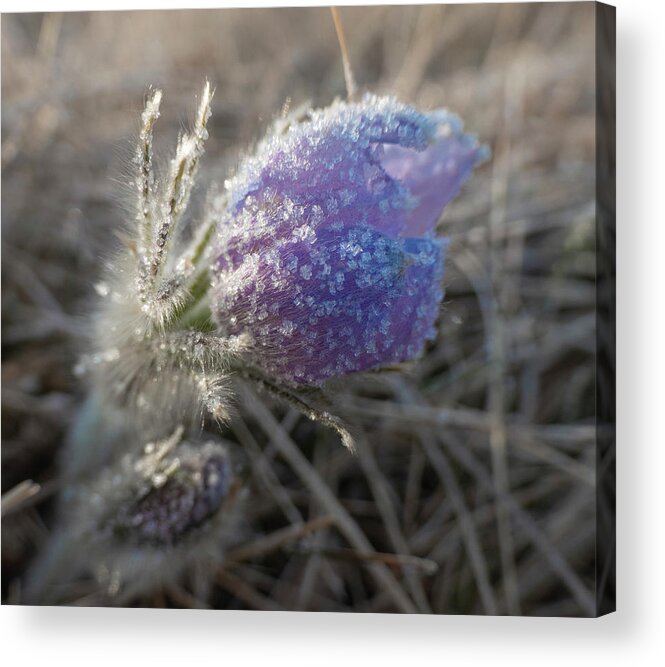 Frost Acrylic Print featuring the photograph Dawn Frost On A Spring Crocus by Karen Rispin
