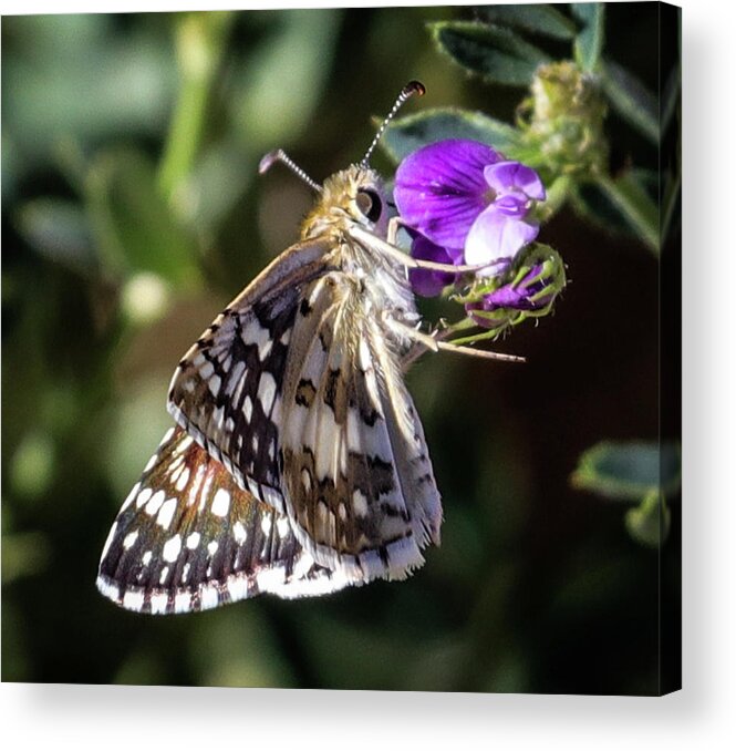 Butterfly Acrylic Print featuring the photograph Delicate Beauty by Laura Putman