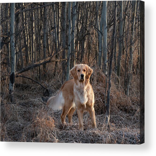Dog Acrylic Print featuring the photograph Dog In The Woods by Karen Rispin