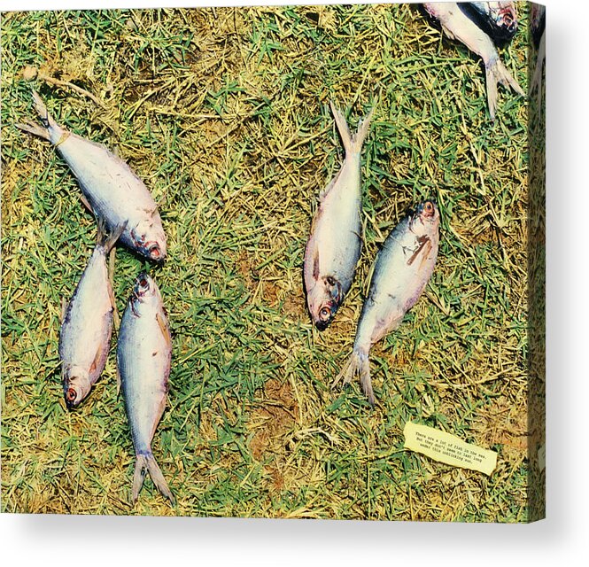 Death Acrylic Print featuring the mixed media Dry Fish by James W Johnson