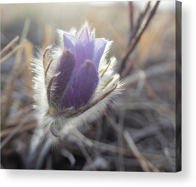 Crocus Acrylic Print featuring the photograph First Spring Prairie Crocus Flower by Karen Rispin