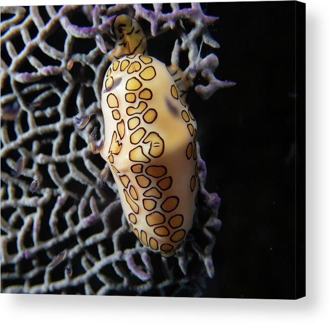 Snail Acrylic Print featuring the photograph Flamingo Tongue by Brian Weber