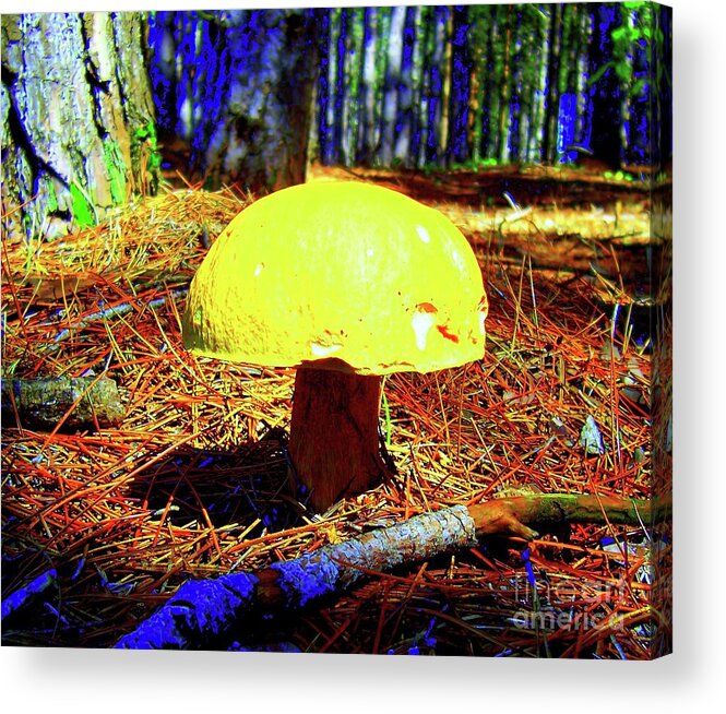 Mushroom Acrylic Print featuring the photograph Forest Life by Jolanta Anna Karolska