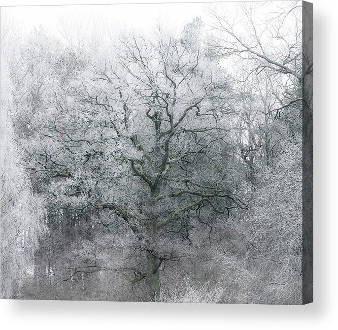 Winter Acrylic Print featuring the photograph Frosty Winter Tree by Nicklas Gustafsson