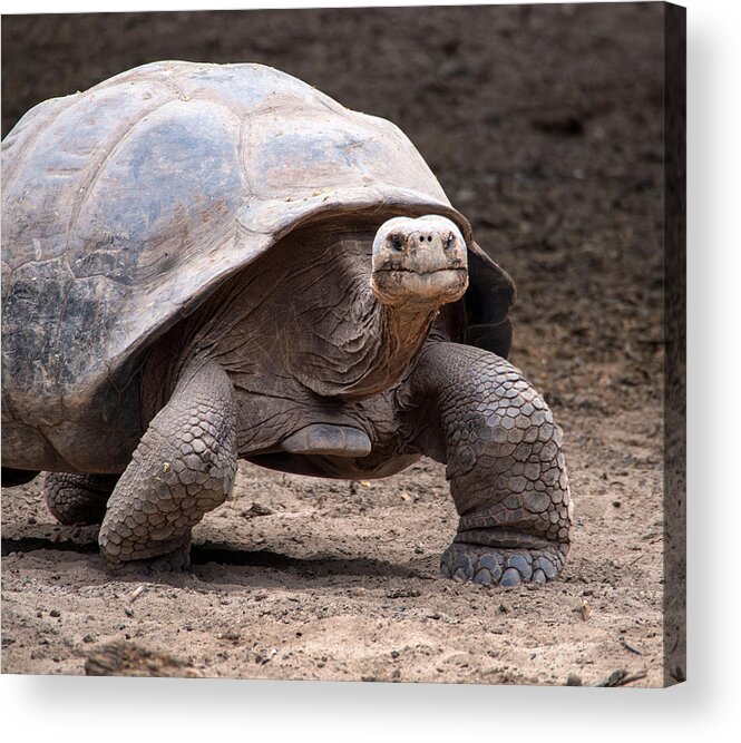 Galapagos Acrylic Print featuring the photograph Galapagos Tortoise Looking at Me by L Bosco